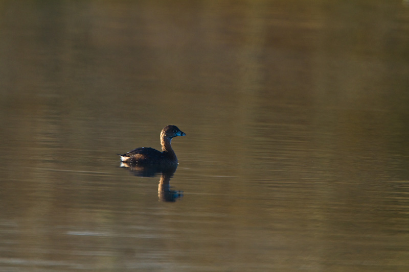 Pied-Billed Grebe